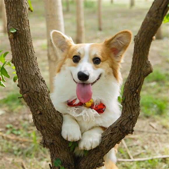 欣泽宠物摄影:天津城区西青区梅江会展中心附近