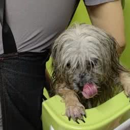 Pretty Pet:广州市海珠区工业大道沿线附近