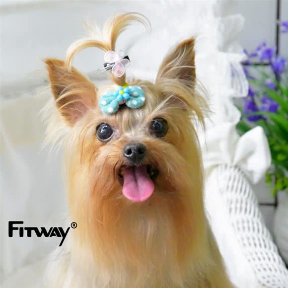 FITWAY菲特汇宠物星际会所:广州市海珠区工业大道沿线附近