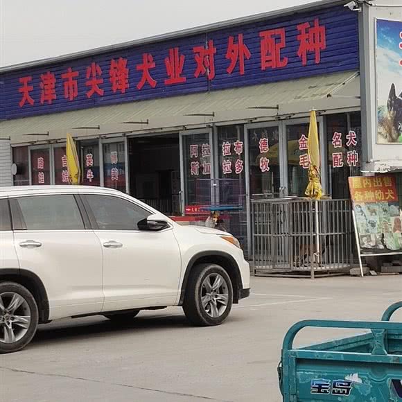天津市尖锋犬业对外配种:天津城区西青区梅江会展中心附近