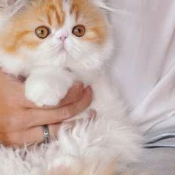 加菲猫舍:广州市海珠区工业大道沿线附近