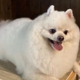 非凡和天生宠物店:广州市海珠区滨江路沿线附近