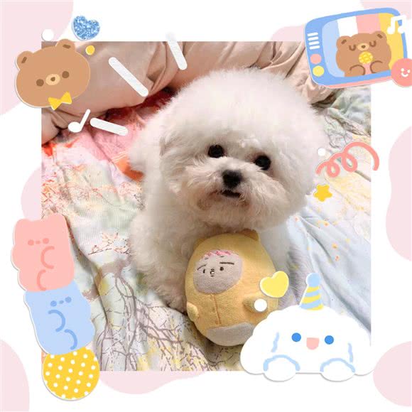 小怪物宠物美容:广州市海珠区滨江路沿线附近