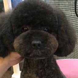 旺宠宠物馆:广州市海珠区滨江路沿线附近