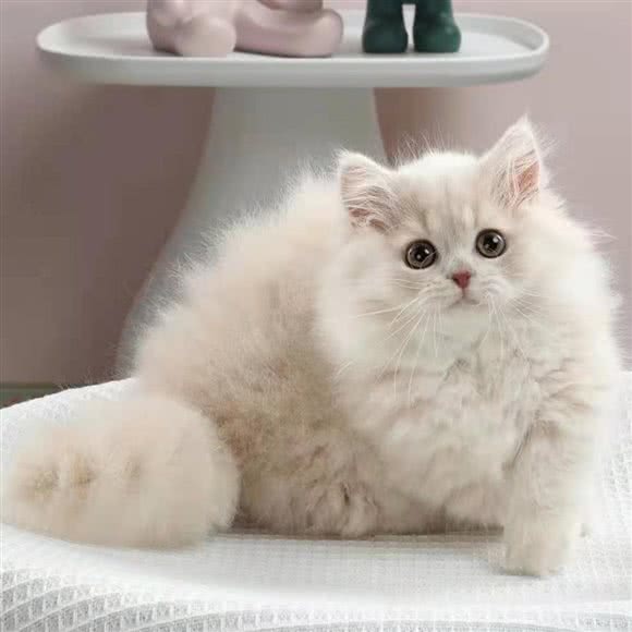 宠你宠物馆:广州市海珠区滨江路沿线附近