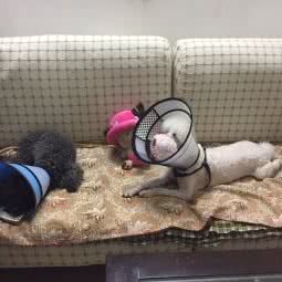 泰来宠物生活馆:广州市海珠区滨江路沿线附近