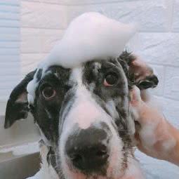 Change Monster宠物美容工作室:广州市海珠区滨江路沿线附近