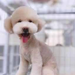 小尾巴宠物店:广州市海珠区滨江路沿线附近