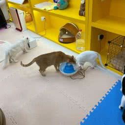 爱笑天使动物关爱中心:广州市海珠区滨江路沿线附近