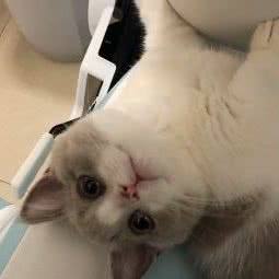 肉球仙居猫舍(中海名都店):广州市海珠区滨江路沿线附近