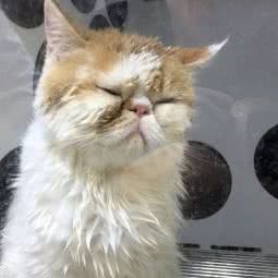 袖虎宠物(广州塔店):广州市海珠区客村/赤岗附近