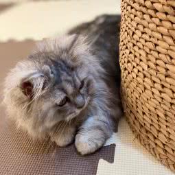 猫咪专属寄养-猫士:广州市海珠区客村/赤岗附近