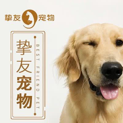 挚友宠物  猫狗专售美容寄养(盈丰路店):广州市海珠区东晓南路沿线附近