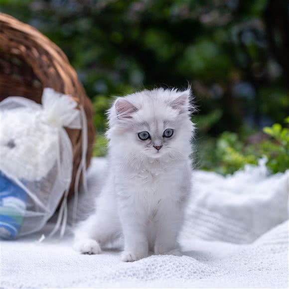 良晴美境宠物生活馆(江南西店):广州市海珠区东晓南路沿线附近
