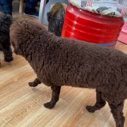 茜茜家宠物休闲吧:天津城区西青区八里台附近