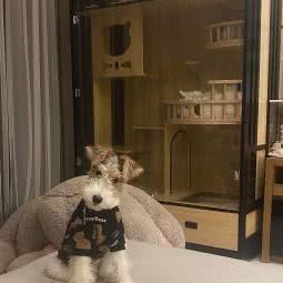 小轩宠物:广州市海珠区琶洲附近