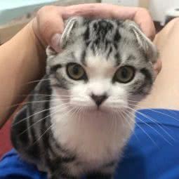 抹茶猫舍-美长:广州市海珠区琶洲附近