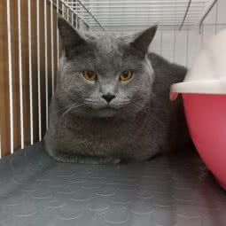 袖虎宠物(愉景店):广州市海珠区新港西路沿线附近