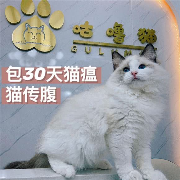 咕噜猫宠物店:广州市天河区天河城/体育中心附近