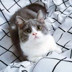 猫多星宠物:广州市天河区天河城/体育中心附近