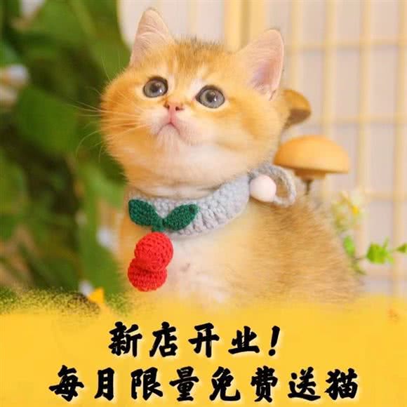 猫咪专卖·小狗来了:广州市天河区天河城/体育中心附近