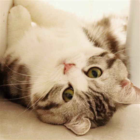 猫の城堡撸猫馆:广州市天河区天河城/体育中心附近