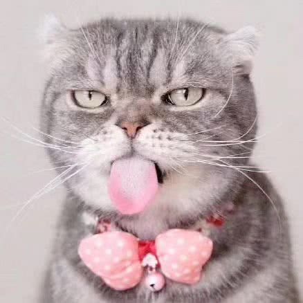 喵星生活馆:广州市天河区天河城/体育中心附近