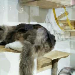 猫出没(时尚天河商业广场店):广州市天河区天河城/体育中心附近