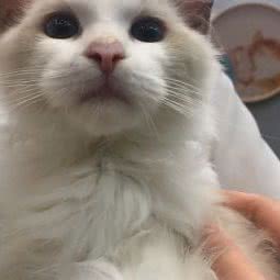 梦宠猫屋:广州市天河区天河城/体育中心附近