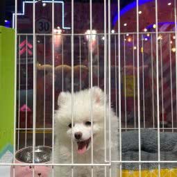 可乐猫舍:广州市天河区天河城/体育中心附近