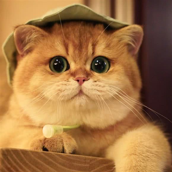 招财猫舍·金渐层布偶猫:广州市天河区珠江新城附近