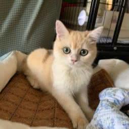 迷鹿金渐层家庭猫舍:广州市天河区珠江新城附近