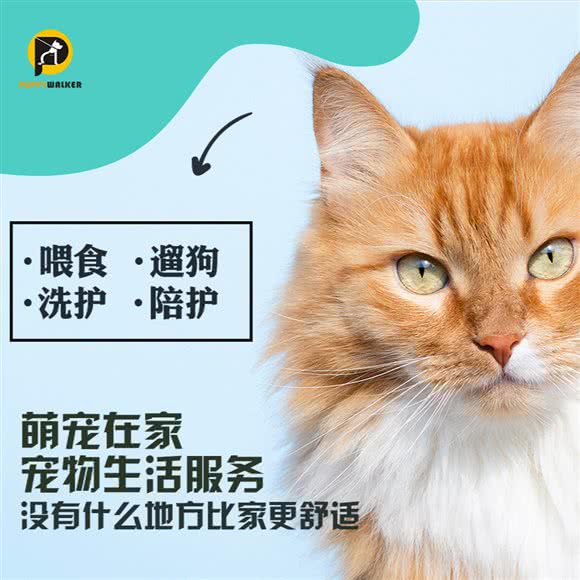 萌宠在家·宠物生活服务:广州市天河区天河北/广州东站附近