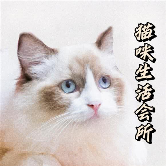 猫老板kitty boss猫咪生活会所:广州市天河区石牌/龙口附近