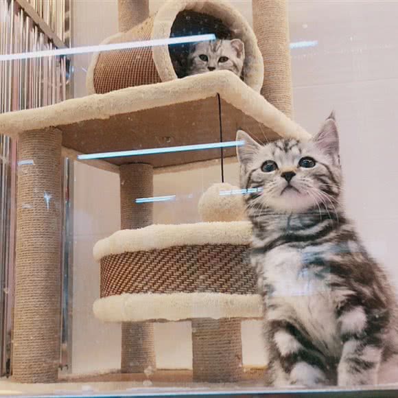 向晴天宠物生活馆:天津城区西青区霍元甲故居附近