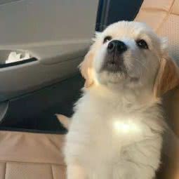 贝壳宠物火化殡葬服务中心:广州市天河区石牌/龙口附近