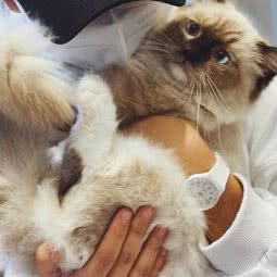 汇悦宠物(珠江新城分店):广州市天河区兴盛路/跑马场附近