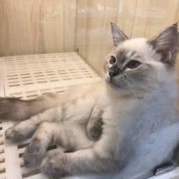 猫猫居:广州市天河区时尚天河附近