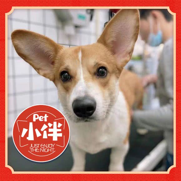 小伴宠物(天河公园店):广州市天河区天河公园/上社附近