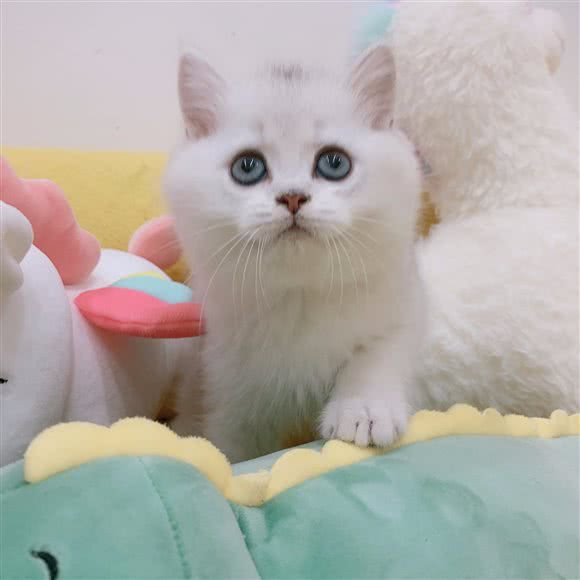 开心岛宠物生活馆(华景新城店):广州市天河区天河公园/上社附近