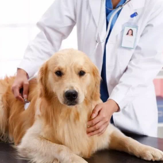 旺旺宠物医院:广州市天河区天河公园/上社附近