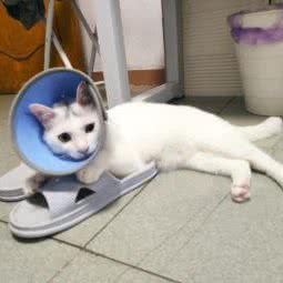 lucky&pet宠物生活馆:广州市天河区车陂/东圃附近