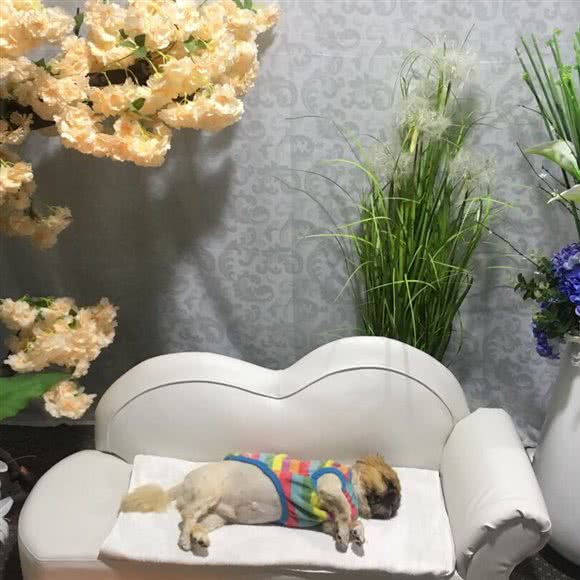 乐善宠物善终服务中心:广州市天河区车陂/东圃附近