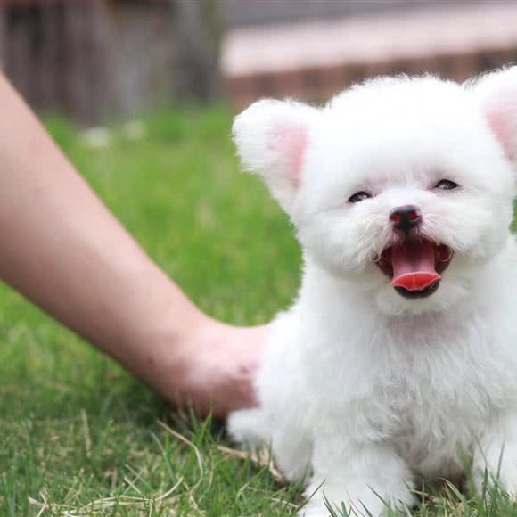 意宠宠物生活馆(骏景店):广州市天河区车陂/东圃附近