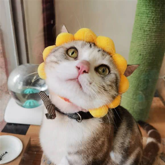 袖虎宠物狗:广州市天河区车陂/东圃附近