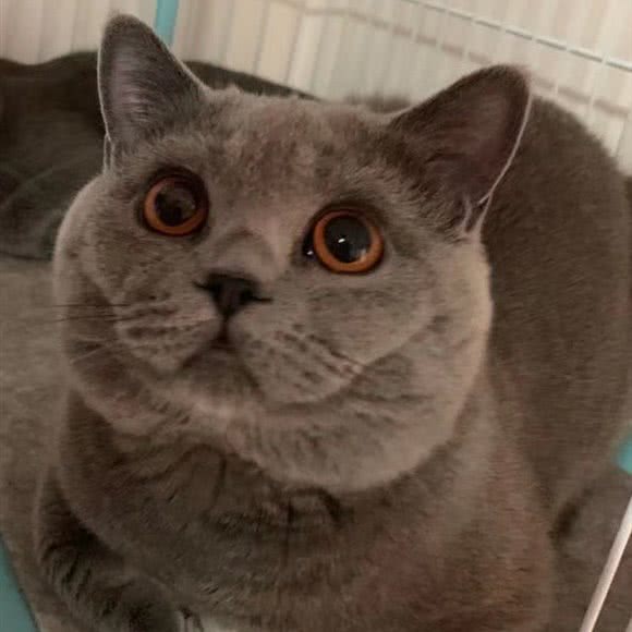 喵宠宠物美容工作室:天津城区西青区华苑科技园附近