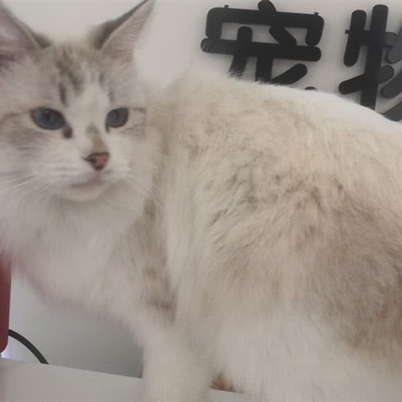 广州宠缘动物诊所:广州市天河区车陂/东圃附近