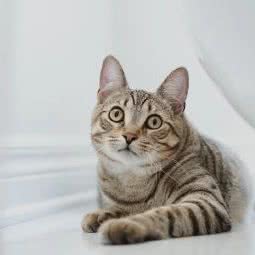 冠希宠物家庭式寄养(云锦世家店):天津城区西青区华苑科技园附近