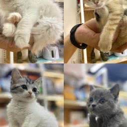 袖虎宠物(燕塘店):广州市天河区燕岭/五山附近