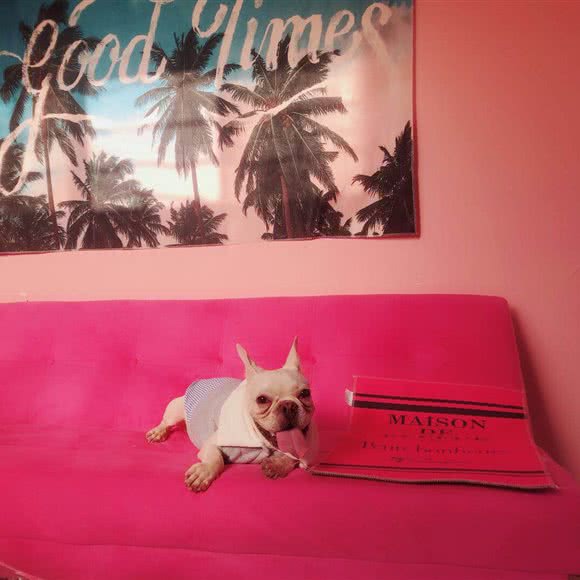 樂樂宠:广州市天河区燕岭/五山附近